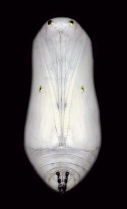 Click to enlarge Untitled #1 (White Chrysalis)