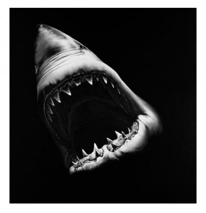 Click to enlarge Untitled (Shark)