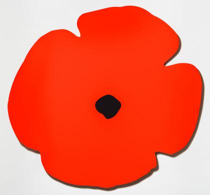 Click to enlarge Red Wall Poppy, Aug 13, 2020
