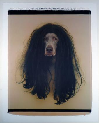 Click to enlarge Cher (Dog in Wig)