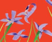 Purple Irises on Red2023
