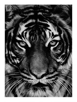 Click to enlarge Untitled (Tiger)