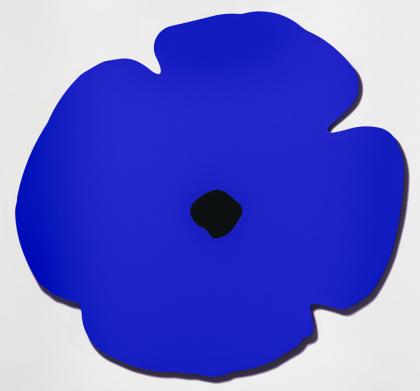 Click to enlarge Blue Wall Poppy, Aug 13, 2020