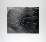 Spider-Web2009