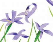 Purple Irises on White2023