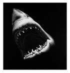 Untitled (Shark)2010