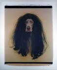 Cher (Dog in Wig)1998