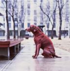 Red Dog1982